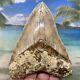 5.34 Indonesian Megalodon Shark Tooth Amazing Fossil Gorgeous Colors