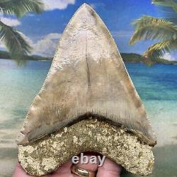 5.34 Indonesian Megalodon Shark Tooth Amazing Fossil Gorgeous Colors