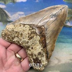 5.34 Indonesian Megalodon Shark Tooth Amazing Fossil Gorgeous Colors