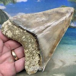 5.34 Indonesian Megalodon Shark Tooth Amazing Fossil Gorgeous Colors