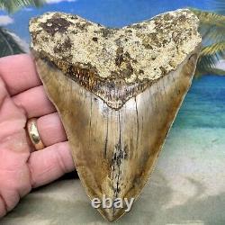 5.34 Indonesian Megalodon Shark Tooth Amazing Fossil Gorgeous Colors