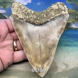 5.34 Indonesian Megalodon Shark Tooth Amazing Fossil Gorgeous Colors