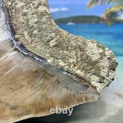 5.34 Indonesian Megalodon Shark Tooth Amazing Fossil Gorgeous Colors