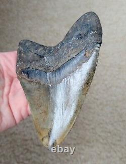 5.35 Megalodon Tooth Natural Fossil Shark Teeth