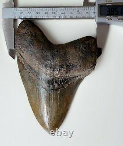 5.35 Megalodon Tooth Natural Fossil Shark Teeth