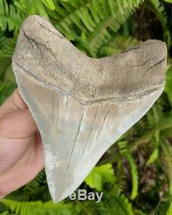 5.37 Museum Quality Lee Creek MEGALODON Shark Tooth Prehistoric Fossil Aurora