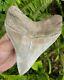5.37 Museum Quality Lee Creek Megalodon Shark Tooth Prehistoric Fossil Aurora