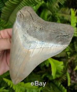 5.37 Museum Quality Lee Creek MEGALODON Shark Tooth Prehistoric Fossil Aurora