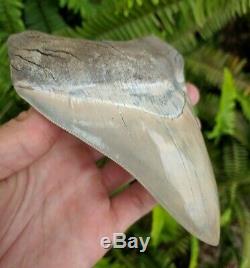 5.37 Museum Quality Lee Creek MEGALODON Shark Tooth Prehistoric Fossil Aurora