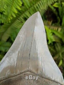 5.37 Museum Quality Lee Creek MEGALODON Shark Tooth Prehistoric Fossil Aurora