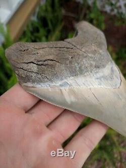 5.37 Museum Quality Lee Creek MEGALODON Shark Tooth Prehistoric Fossil Aurora