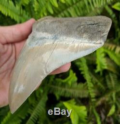 5.37 Museum Quality Lee Creek MEGALODON Shark Tooth Prehistoric Fossil Aurora