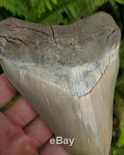 5.37 Museum Quality Lee Creek MEGALODON Shark Tooth Prehistoric Fossil Aurora