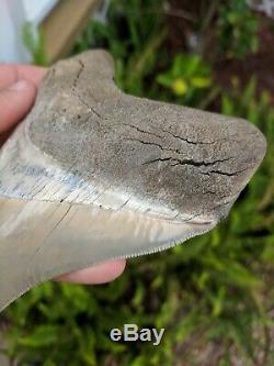 5.37 Museum Quality Lee Creek MEGALODON Shark Tooth Prehistoric Fossil Aurora