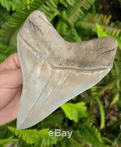 5.37 Museum Quality Lee Creek MEGALODON Shark Tooth Prehistoric Fossil Aurora