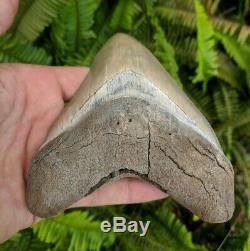 5.37 Museum Quality Lee Creek MEGALODON Shark Tooth Prehistoric Fossil Aurora