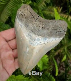 5.37 Museum Quality Lee Creek MEGALODON Shark Tooth Prehistoric Fossil Aurora