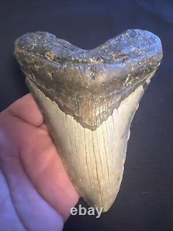 5.38 Inch Real Megalodon Shark Tooth Fossil Giant Prehistoric Meg Teeth #0053