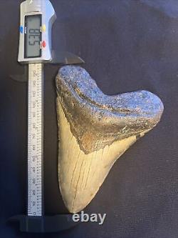 5.38 Inch Real Megalodon Shark Tooth Fossil Giant Prehistoric Meg Teeth #0053
