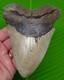 5.38 Megalodon Shark Tooth Real Fossil With Display Stand No Restorations