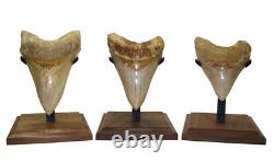5.38 MEGALODON SHARK TOOTH Real Fossil with DISPLAY STAND No Restorations