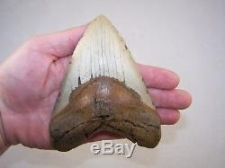 5.38 Megalodon Fossil Shark Tooth Teeth 13.0 oz Free Stand! NO RESTORATION