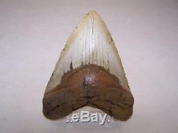 5.38 Megalodon Fossil Shark Tooth Teeth 13.0 oz Free Stand! NO RESTORATION