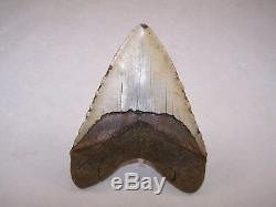 5.38 Megalodon Fossil Shark Tooth Teeth 13.0 oz Free Stand! NO RESTORATION