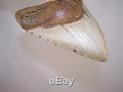 5.38 Megalodon Fossil Shark Tooth Teeth 13.0 oz Free Stand! NO RESTORATION