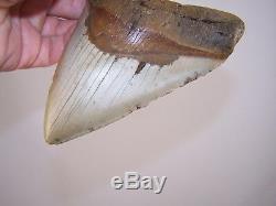 5.38 Megalodon Fossil Shark Tooth Teeth 13.0 oz Free Stand! NO RESTORATION