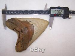 5.38 Megalodon Fossil Shark Tooth Teeth 13.0 oz Free Stand! NO RESTORATION