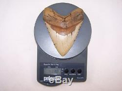 5.38 Megalodon Fossil Shark Tooth Teeth 13.0 oz Free Stand! NO RESTORATION