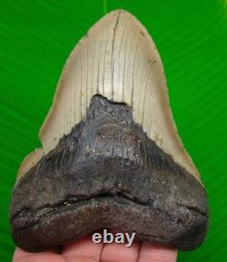 5.38 Megalodon Shark Tooth Real Fossil XL & NATURAL 13.4 ounce