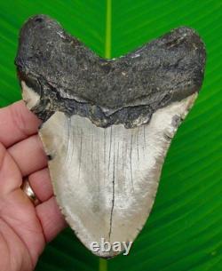 5.38 Megalodon Shark Tooth Real Fossil XL & NATURAL 13.4 ounce