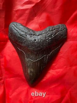 5 3/4 Fossil Megalodon Shark Tooth