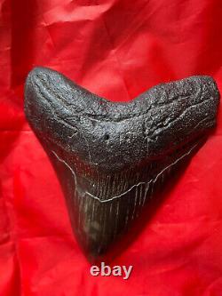 5 3/4 Fossil Megalodon Shark Tooth