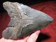 5-3/4 Megalodon Shark Tooth Fossil Huge Sc Sea Monster Teeth Nice And Glossy