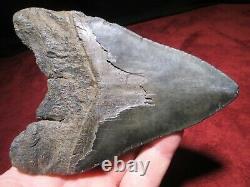 5-3/4 MEGALODON SHARK TOOTH FOSSIL HUGE SC Sea Monster Teeth NICE and GLOSSY