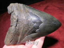 5-3/4 MEGALODON SHARK TOOTH FOSSIL HUGE SC Sea Monster Teeth NICE and GLOSSY