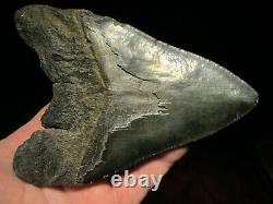 5-3/4 MEGALODON SHARK TOOTH FOSSIL HUGE SC Sea Monster Teeth NICE and GLOSSY