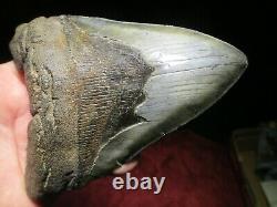 5-3/4 MEGALODON SHARK TOOTH FOSSIL HUGE SC Sea Monster Teeth NICE and GLOSSY