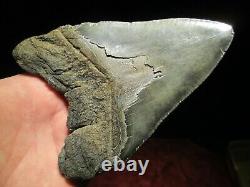 5-3/4 MEGALODON SHARK TOOTH FOSSIL HUGE SC Sea Monster Teeth NICE and GLOSSY