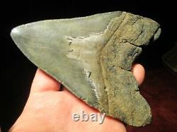 5-3/4 MEGALODON SHARK TOOTH FOSSIL HUGE SC Sea Monster Teeth NICE and GLOSSY