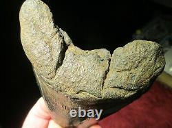 5-3/4 MEGALODON SHARK TOOTH FOSSIL HUGE SC Sea Monster Teeth NICE and GLOSSY