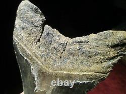 5-3/4 MEGALODON SHARK TOOTH FOSSIL HUGE SC Sea Monster Teeth NICE and GLOSSY