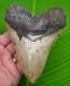 5 & 3/4 Megalodon Shark Tooth Real Fossil With Display Stand No Restorations