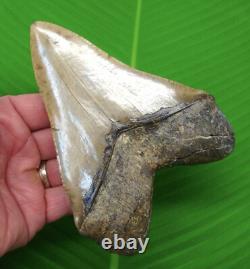 5 & 3/4 MEGALODON SHARK TOOTH Real Fossil with DISPLAY STAND No Restorations