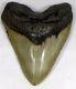 5 3/4 Inch Fossil Megalodon Prehistoric Shark Tooth Teeth. Huge Tooth