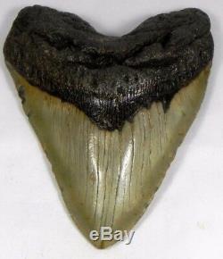 5 3/4 inch Fossil Megalodon Prehistoric Shark Tooth Teeth. Huge Tooth