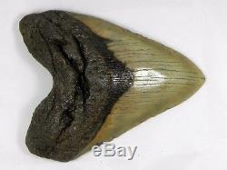 5 3/4 inch Fossil Megalodon Prehistoric Shark Tooth Teeth. Huge Tooth